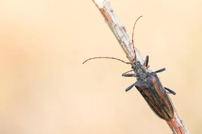Gerahmter Druck : Oxymirus cursor Gerahmter Druck : Oxymirus cursor