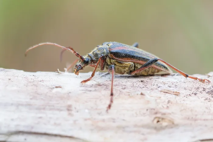 Gerahmter Druck : Oxymirus cursor