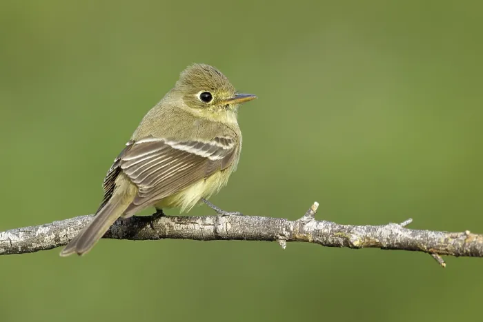 Gerahmter Druck : Pacific-slope-Flycatcher, Empidonax difficilis Gerahmter Druck : Pacific-slope-Flycatcher, Empidonax difficilis