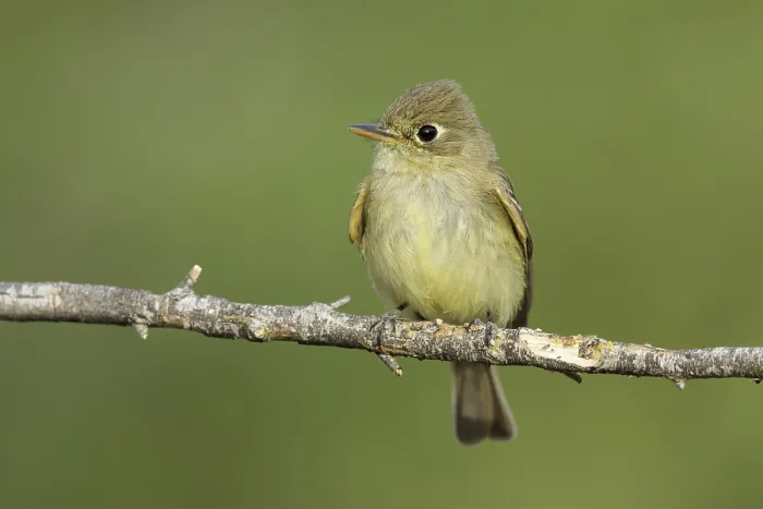 Gerahmter Druck : Pacific-slope-Flycatcher, Empidonax difficilis Gerahmter Druck : Pacific-slope-Flycatcher, Empidonax difficilis