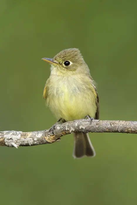 Gerahmter Druck : Pacific-slope-Flycatcher, Empidonax difficilis Gerahmter Druck : Pacific-slope-Flycatcher, Empidonax difficilis