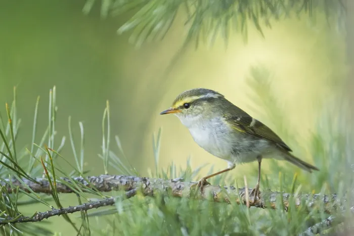 Gerahmter Druck : Pallas-Lebensbaumwürger, Phylloscopus proregulus Gerahmter Druck : Pallas-Lebensbaumwürger, Phylloscopus proregulus