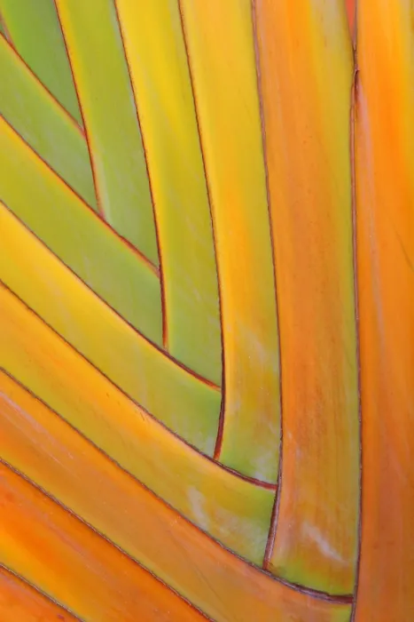 Gerahmter Druck : Palmboom, Palmenbaum