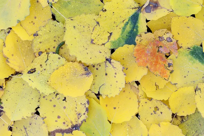 Gerahmter Druck : Herbstlaubmuster Gerahmter Druck : Herbstlaubmuster