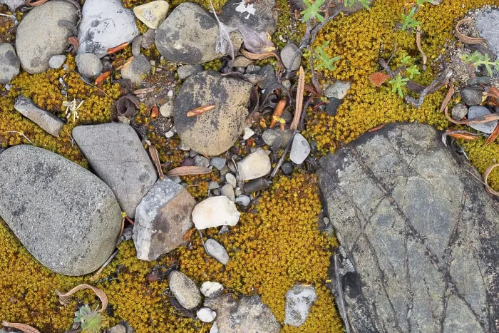 Gerahmter Druck : Pebbles. Kieselsteine, Kieselsteine mit Moos auf einem Flussbett, Basilikata, Italien Gerahmter Druck : Pebbles. Kieselsteine, Kieselsteine mit Moos auf einem Flussbett, Basilikata, Italien