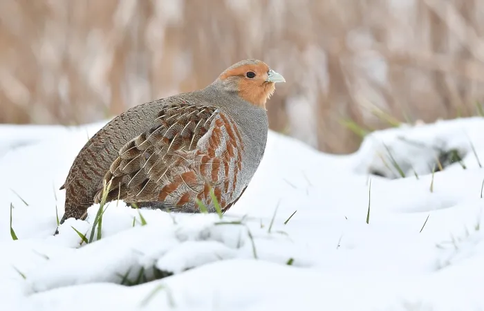 Gerahmter Druck : Perdix perdix