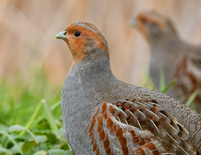 Gerahmter Druck : Perdix perdix Gerahmter Druck : Perdix perdix