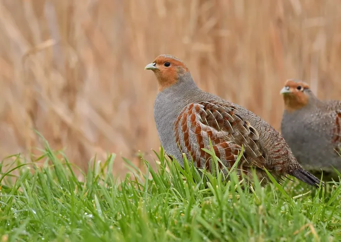 Gerahmter Druck : Perdix perdix Gerahmter Druck : Perdix perdix