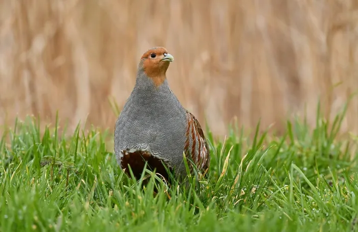 Gerahmter Druck : Perdix perdix