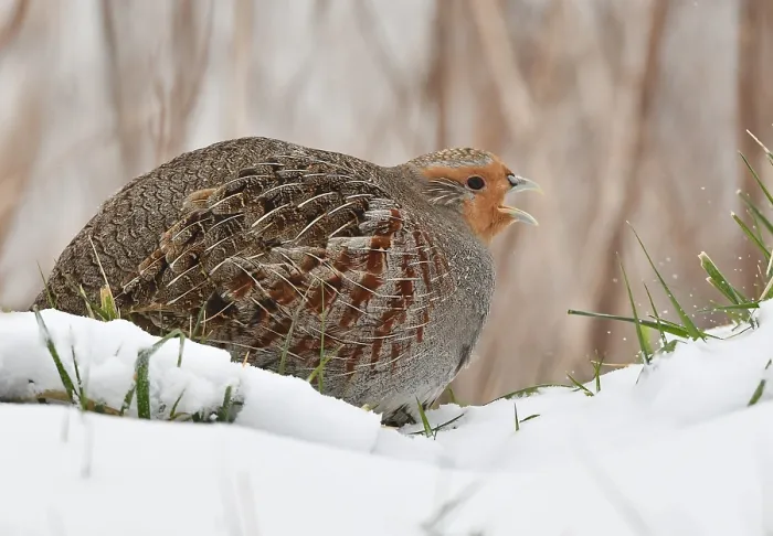 Gerahmter Druck : Perdix perdix Gerahmter Druck : Perdix perdix