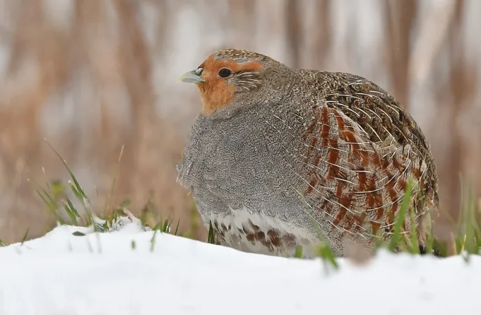 Gerahmter Druck : Perdix perdix Gerahmter Druck : Perdix perdix