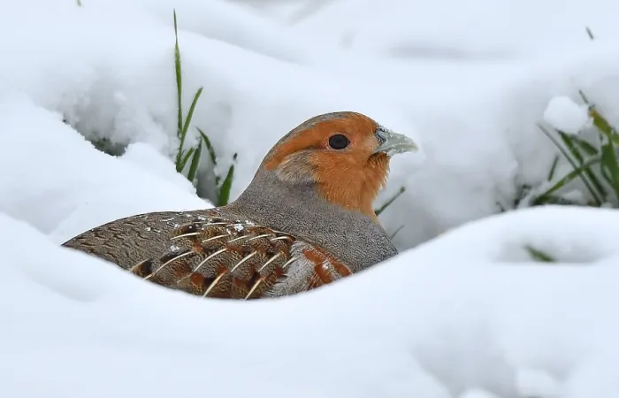 Gerahmter Druck : Perdix perdix