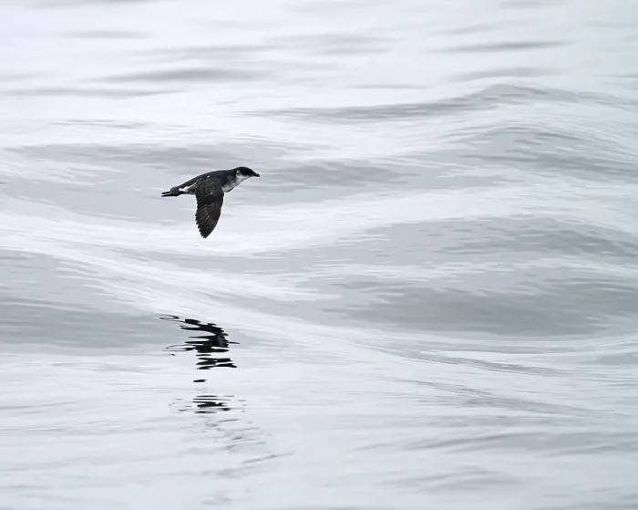 Gerahmter Druck : Peruanischer Tauchpetrel, Pelecanoides garnotii Gerahmter Druck : Peruanischer Tauchpetrel, Pelecanoides garnotii