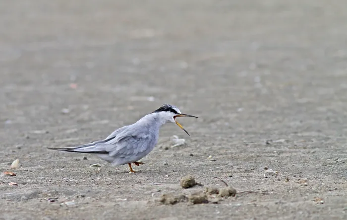Gerahmter Druck : Peruanische Seeschwalbe, Sternula lorata. Gerahmter Druck : Peruanische Seeschwalbe, Sternula lorata.