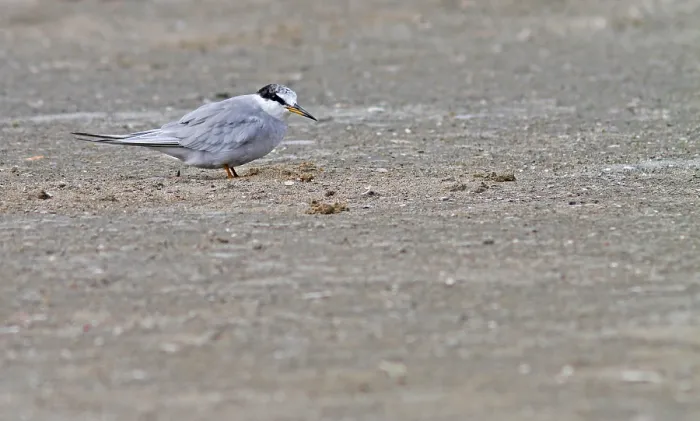 Gerahmter Druck : Peruanische Sterntern, Sternula lorata. Gerahmter Druck : Peruanische Sterntern, Sternula lorata.