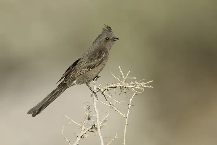Gerahmter Druck : Phainopepla, Phainopepla nitens Gerahmter Druck : Phainopepla, Phainopepla nitens