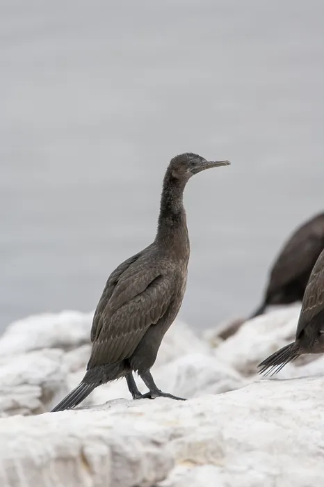 Gerahmter Druck : Phalacrocorax neglectus Gerahmter Druck : Phalacrocorax neglectus
