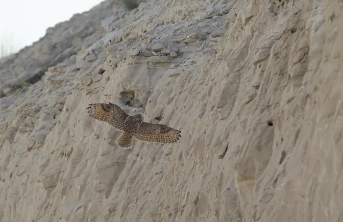 Gerahmter Druck : Pharao-Eule-Ohre, Bubo ascalaphus Gerahmter Druck : Pharao-Eule-Ohre, Bubo ascalaphus