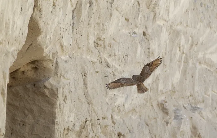 Gerahmter Druck : Pharao-Eule, Bubo ascalaphus Gerahmter Druck : Pharao-Eule, Bubo ascalaphus