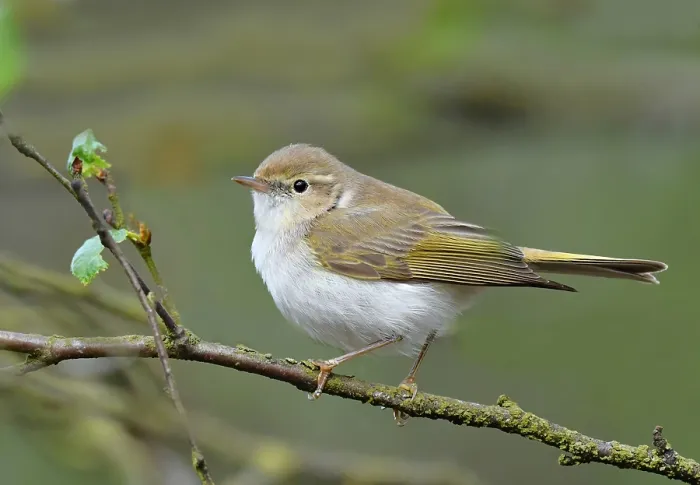 Gerahmter Druck : Phylloscopus bonelli Gerahmter Druck : Phylloscopus bonelli