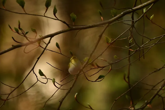 Gerahmter Druck : Phylloscopus sibilatrix Gerahmter Druck : Phylloscopus sibilatrix