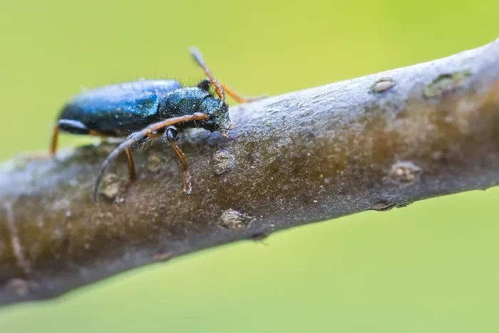 Gerahmter Druck : Phymatodes rufipes Gerahmter Druck : Phymatodes rufipes