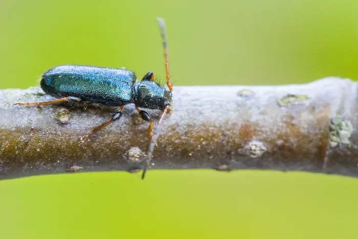 Gerahmter Druck : Phymatodes rufipes Gerahmter Druck : Phymatodes rufipes