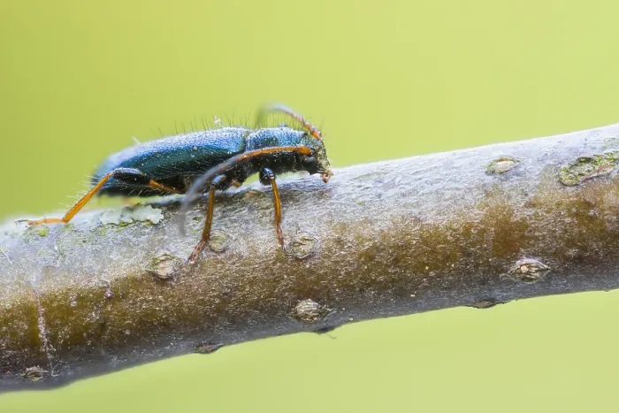 Gerahmter Druck : Phymatodes rufipes Gerahmter Druck : Phymatodes rufipes