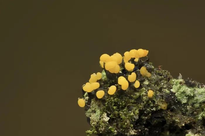 Gerahmter Druck : Physarum sp. Gerahmter Druck : Physarum sp.