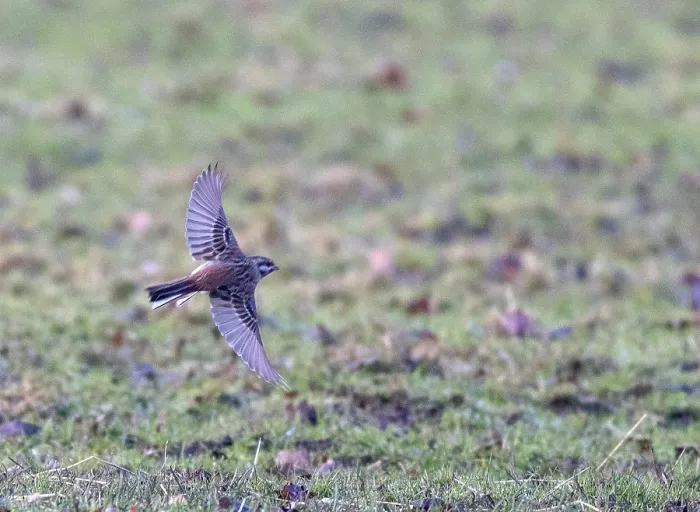 Gerahmter Druck : Pine Bunting Gerahmter Druck : Pine Bunting