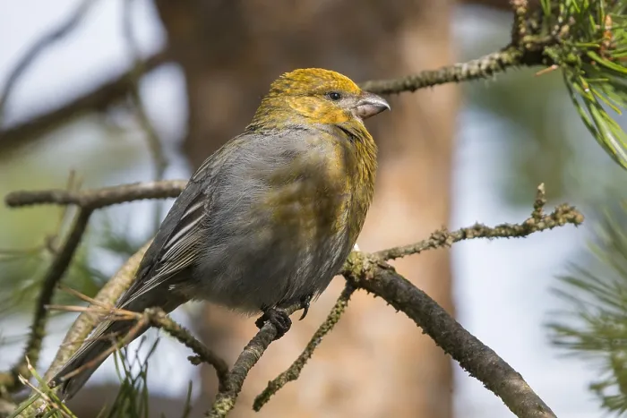 Gerahmter Druck : Pine Grosbeak Gerahmter Druck : Pine Grosbeak