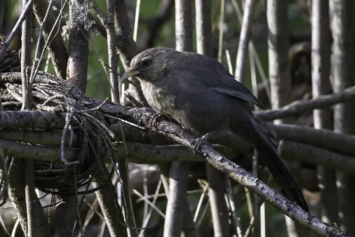 Gerahmter Druck : Einfache Lachlaubsänger, Pterorhinus davidi
