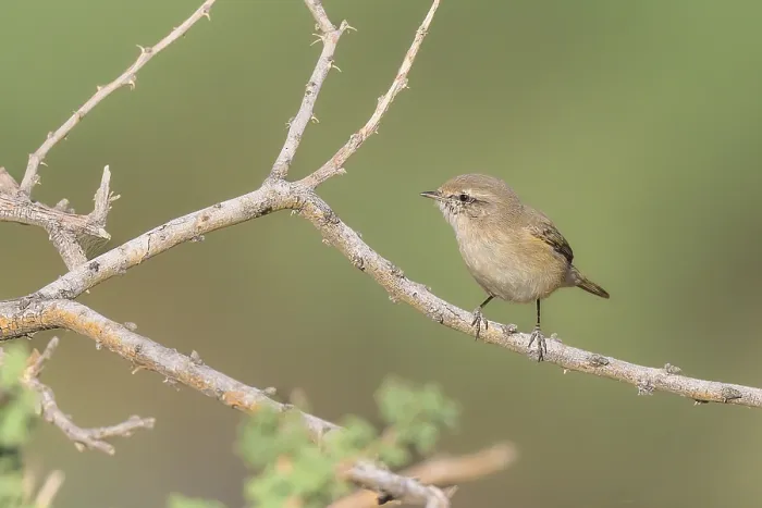 Gerahmter Druck : Einfarb-Laubsänger, Phylloscopus neglectus Gerahmter Druck : Einfarb-Laubsänger, Phylloscopus neglectus