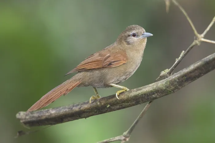 Gerahmter Druck : Plain Softtail (Thripophaga fusciceps) Gerahmter Druck : Plain Softtail (Thripophaga fusciceps)