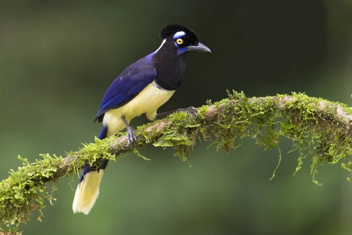 Gerahmter Druck : Pluchekapgaai, Plush-Capped Jay, Cyanocorax chrysops Gerahmter Druck : Pluchekapgaai, Plush-Capped Jay, Cyanocorax chrysops