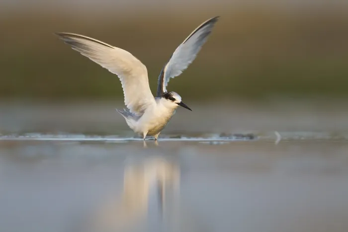 Gerahmter Druck : Vermuteter Saunder's-Tern, Sternula saundersi. Gerahmter Druck : Vermuteter Saunder's-Tern, Sternula saundersi.