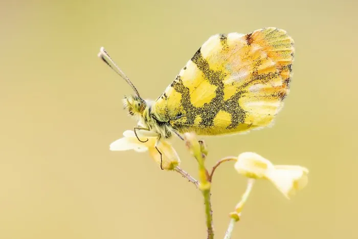 Gerahmter Druck : Provence-Weißling, Anthocharis euphenoides Gerahmter Druck : Provence-Weißling, Anthocharis euphenoides