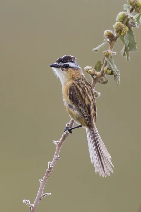 Gerahmter Druck : Puntstaarttiran, Sharp-tailed Grass-Tyrant, Culicivora caudacuta Gerahmter Druck : Puntstaarttiran, Sharp-tailed Grass-Tyrant, Culicivora caudacuta