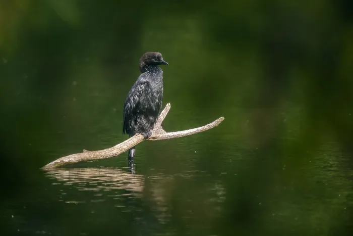 Gerahmter Druck : Dwergaalscholver, Microcarbo pygmaeus Gerahmter Druck : Dwergaalscholver, Microcarbo pygmaeus