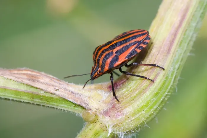 Gerahmter Druck : Pyjamawants, Streifenpanzerwanze, Graphosoma lineatum Gerahmter Druck : Pyjamawants, Streifenpanzerwanze, Graphosoma lineatum