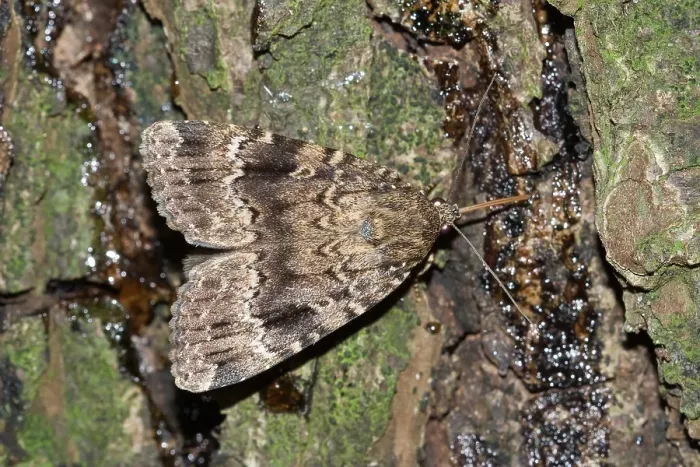 Gerahmter Druck : Pyramidevlinder, Kupfer-Unterfalter, Amphipyra pyramidea Gerahmter Druck : Pyramidevlinder, Kupfer-Unterfalter, Amphipyra pyramidea