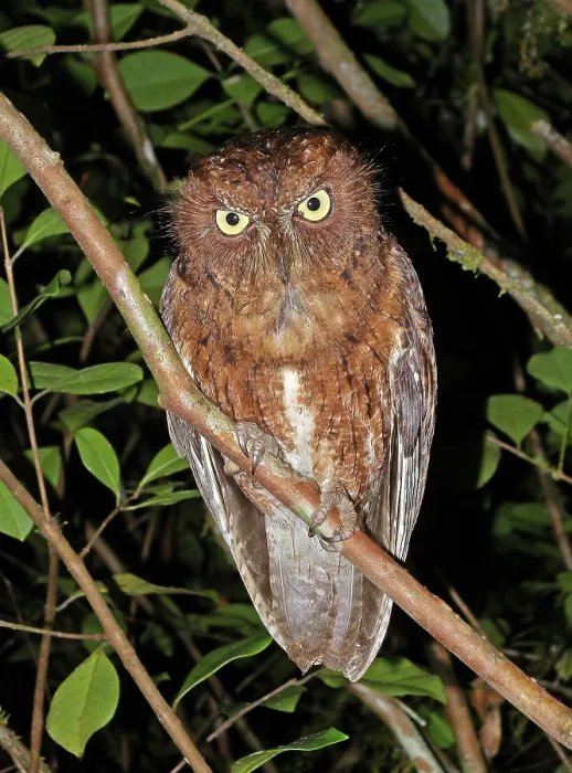 Gerahmter Druck : Regenwald-Spöttaue, Otus rutilus Gerahmter Druck : Regenwald-Spöttaue, Otus rutilus