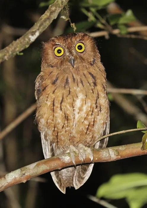 Gerahmter Druck : Regenwald-Spöttaue, Otus rutilus