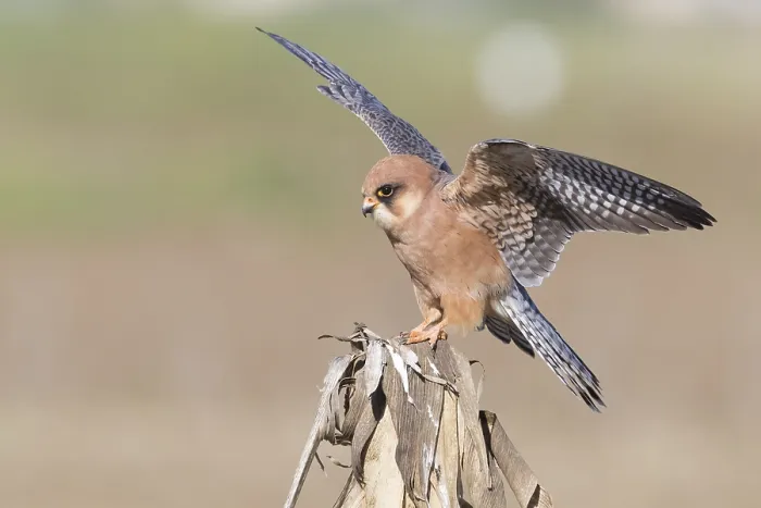Gerahmter Druck : Rotschenkel-Falke