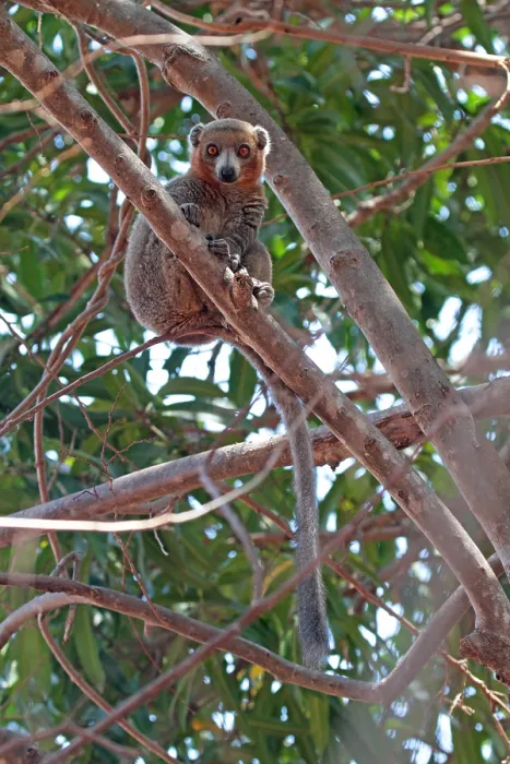 Gerahmter Druck : Rotgesichtslangur, Eulemur rufifrons Gerahmter Druck : Rotgesichtslangur, Eulemur rufifrons