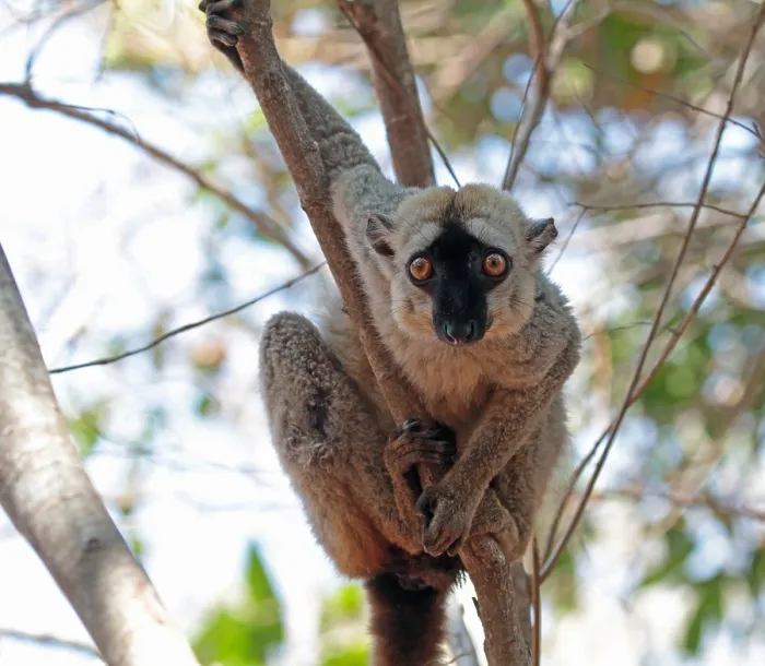 Gerahmter Druck : Rotbauchmaki, Eulemur rufifrons Gerahmter Druck : Rotbauchmaki, Eulemur rufifrons