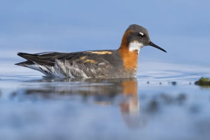 Gerahmter Druck : Rotschenkel-Phalarope Gerahmter Druck : Rotschenkel-Phalarope