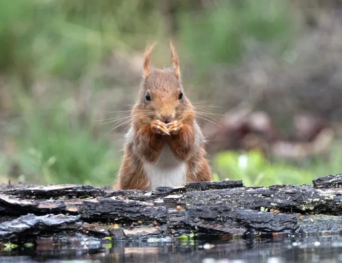 Gerahmter Druck : Eichhörnchen, Sciurus vulgaris Gerahmter Druck : Eichhörnchen, Sciurus vulgaris