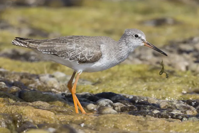 Gerahmter Druck : Redshank. Rotschenkel (Tringa totanus), steht in einem Sumpf Gerahmter Druck : Redshank. Rotschenkel (Tringa totanus), steht in einem Sumpf