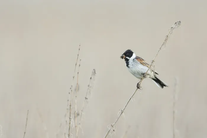 Gerahmter Druck : Reed Bunting Gerahmter Druck : Reed Bunting